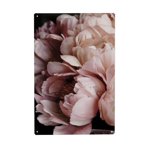 Metall Poster "Elegant Flower" artboxONE - Natur,Floral,Liebe,Für Mama - Peony,Peonies,Floral,Flower,Elegant,Flowers,Blumen,Closeup,Beauty