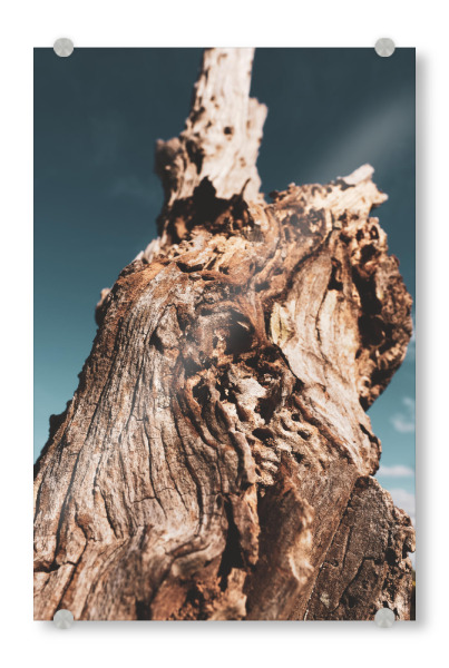 Acrylglasbild "Dryness" artboxONE - Natur - Tree,Trunk,Dry,Desert,Sky,Blue,Baum,Holz,Himmel,Closeup