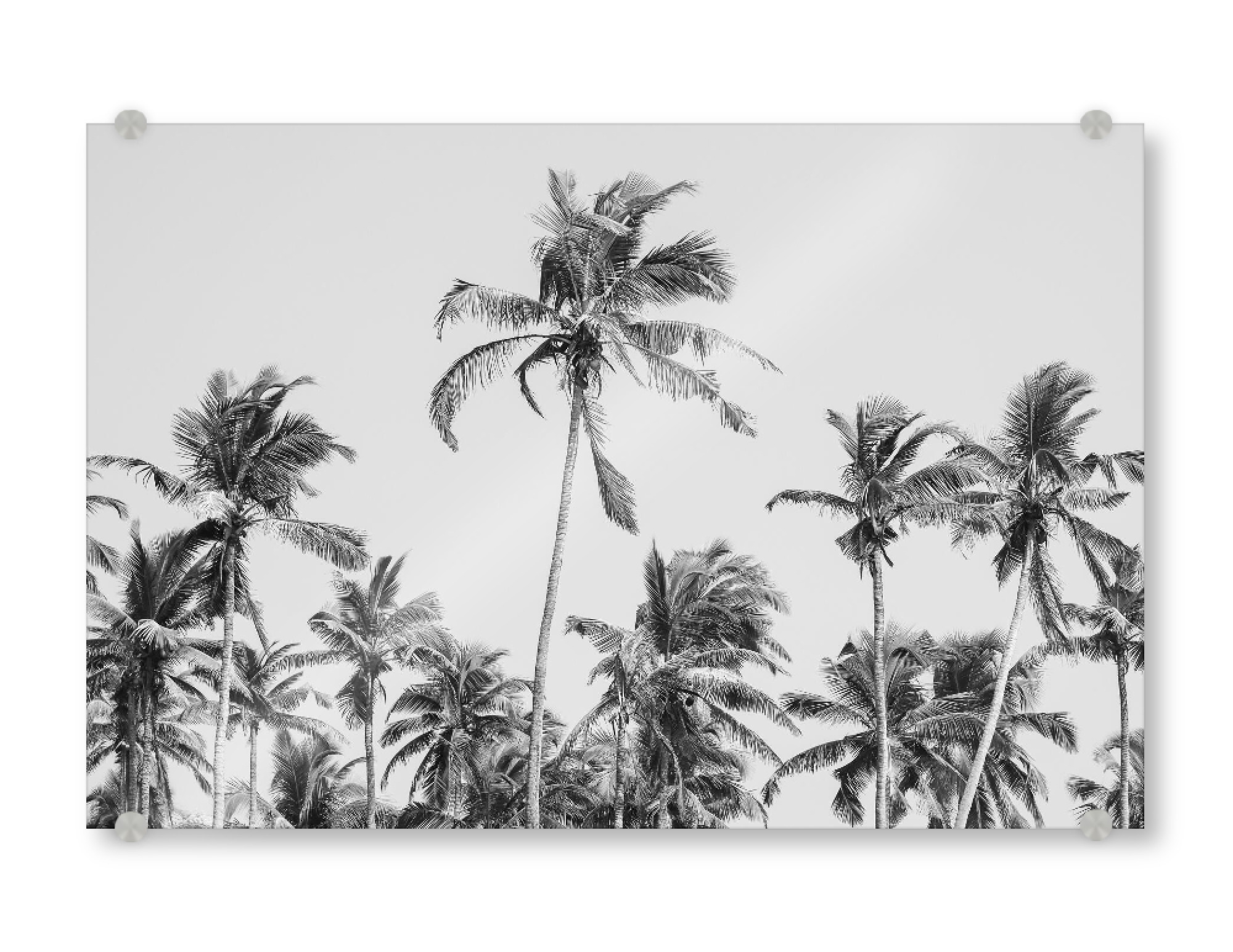 Acrylglasbild "Palm Trees at the beach" artboxONE - Natur,Reise