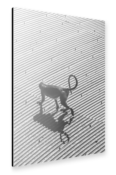 Alu-Dibond "Monkey Business" 30x20 cm artboxONE