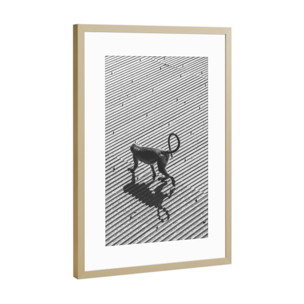 Poster mit Rahmen Gold "Monkey Business" artboxONE - Reise,Tiere