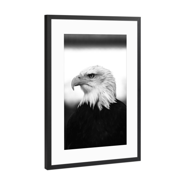 Poster mit Rahmen Schwarz (Metallic) "Weißkopfseeadler" artboxONE - Natur,Tiere,Schwarzweiß