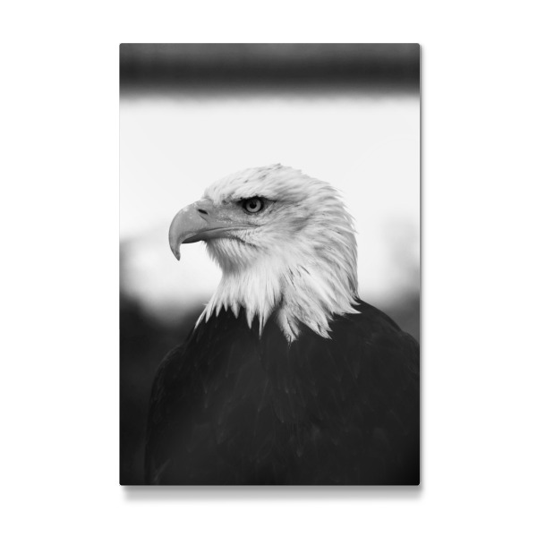 Galerie-Print "Weißkopfseeadler" 30x20 cm artboxONE