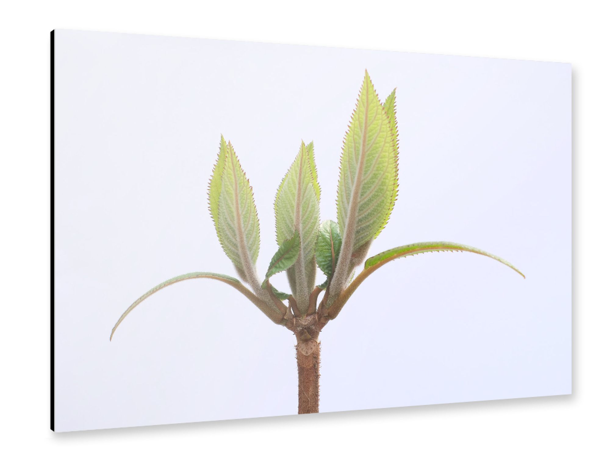 Alu-Dibond "Nature Close Up, Work" 75x50 cm artboxONE