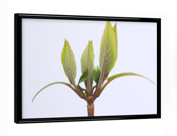 Poster mit schwarzem Rahmen "Nature Close Up, Work" artboxONE - Natur,Floral