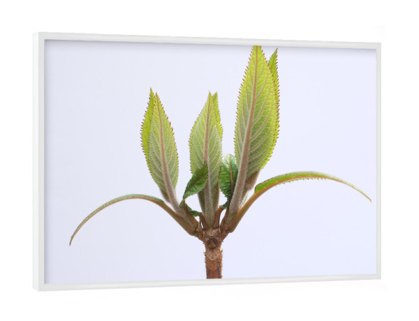 Poster mit weißem Rahmen "Nature Close Up, Work" artboxONE - Natur,Floral