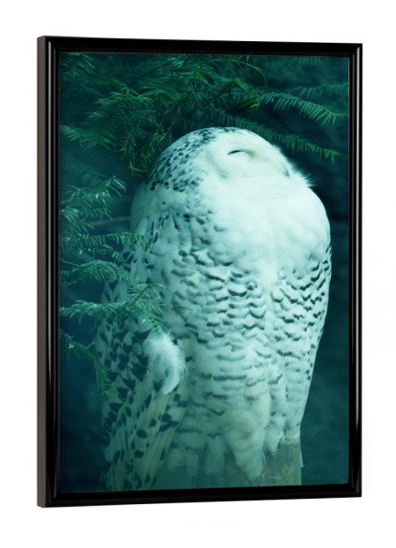 Poster mit schwarzem Rahmen "Schneeeulen" artboxONE - Natur,Tiere