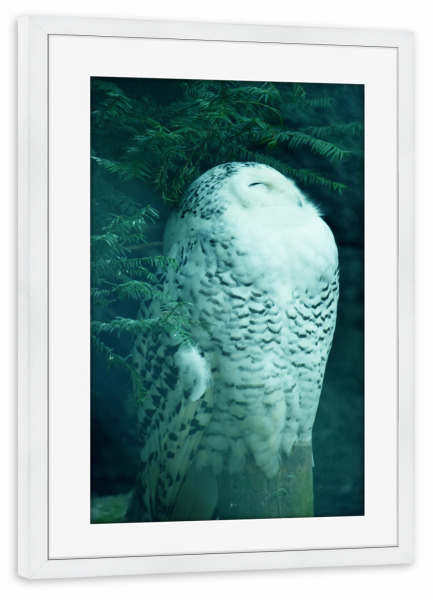Poster mit Rahmen weiß "Schneeeulen" artboxONE - Natur,Tiere