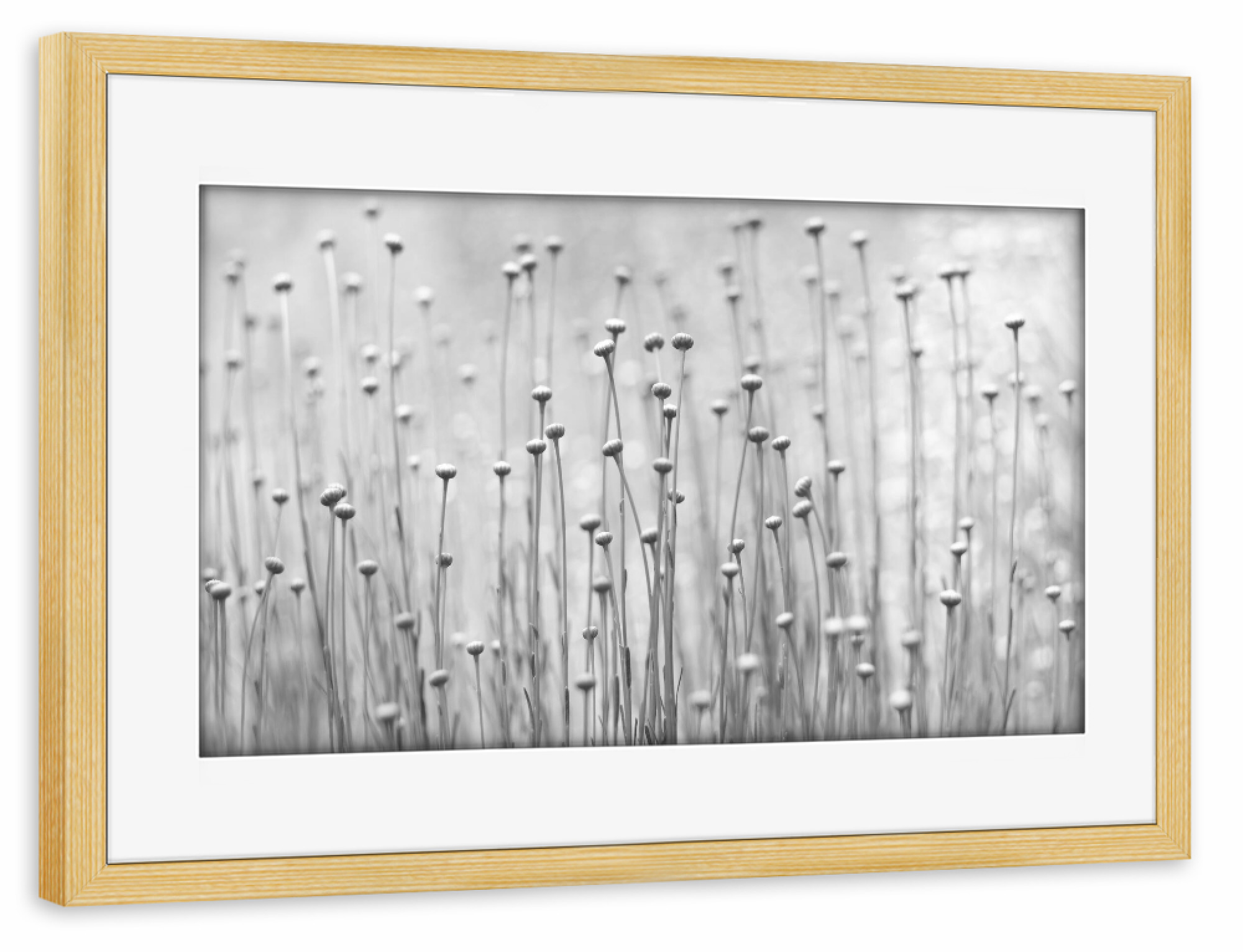 Poster mit Rahmen kiefer "Stretch Out" artboxONE - Natur,Floral,Abstrakt