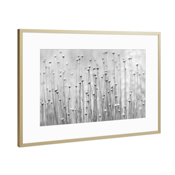 Poster mit Rahmen Gold "Stretch Out" artboxONE - Natur,Floral,Abstrakt