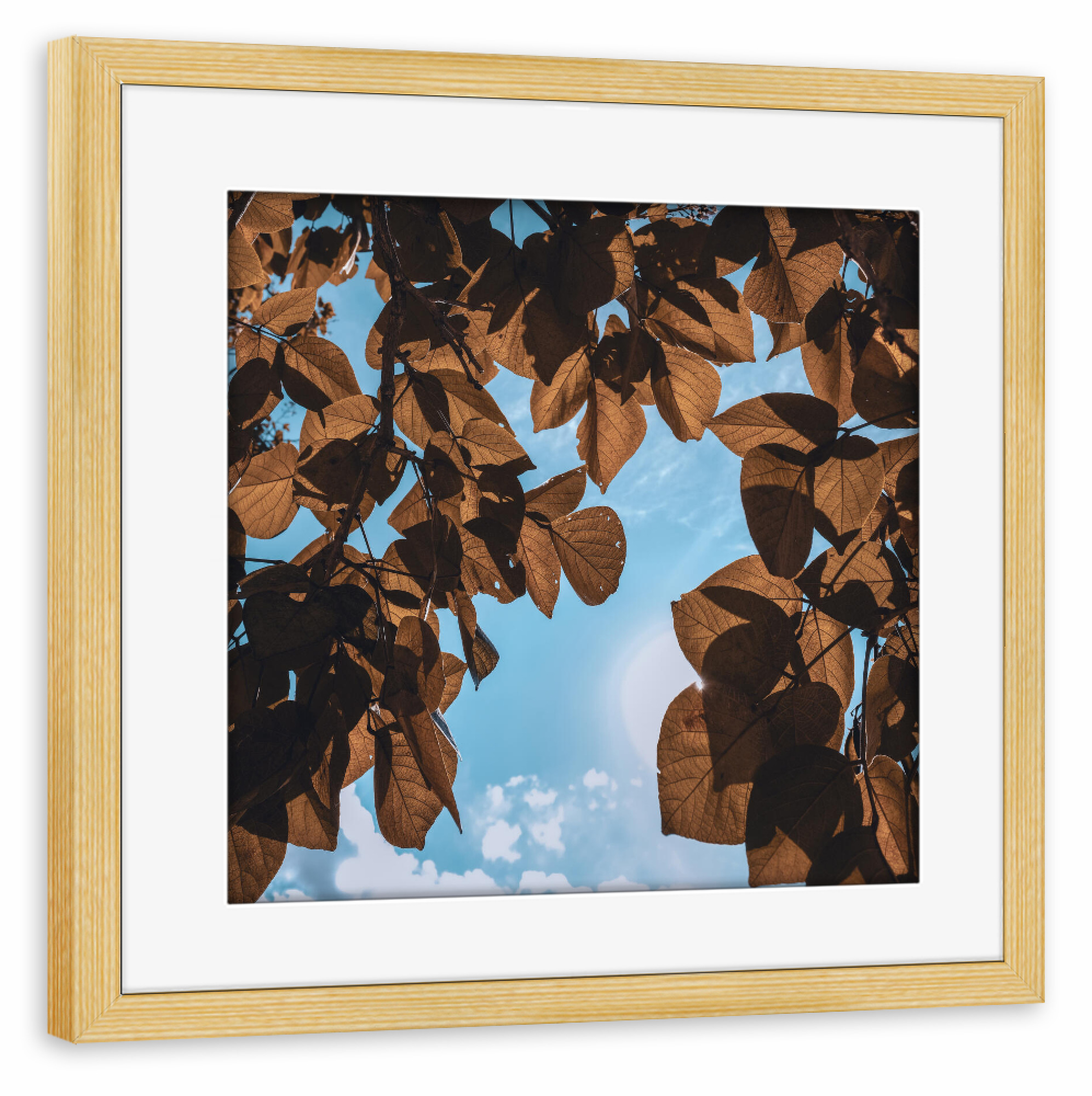 Poster mit Rahmen kiefer "Rusty Leaves" artboxONE - Natur,Floral - Leaves,Leaf,Botanical,Garden,Blätter,Tree,Baum,Natur,Nature,Sky,Himmel