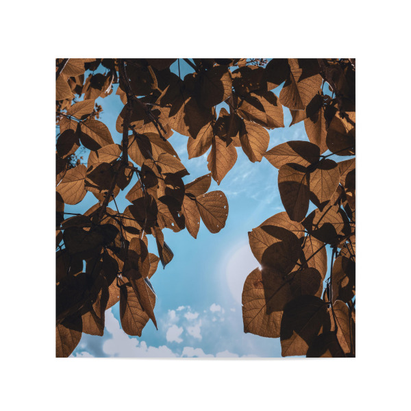 Poster 20x20 cm "Rusty Leaves" artboxONE - Natur,Floral - Leaves,Leaf,Botanical,Garden,Blätter,Tree,Baum,Natur,Nature,Sky,Himmel
