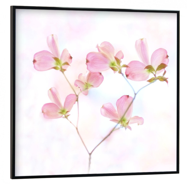 Poster mit schwarzem Rahmen 30x30 cm "Pink Love" artboxONE - Natur,Floral,Liebe - Blüten,Frühling,Natur,Pink,Rosa,Nature,Spring,Floral