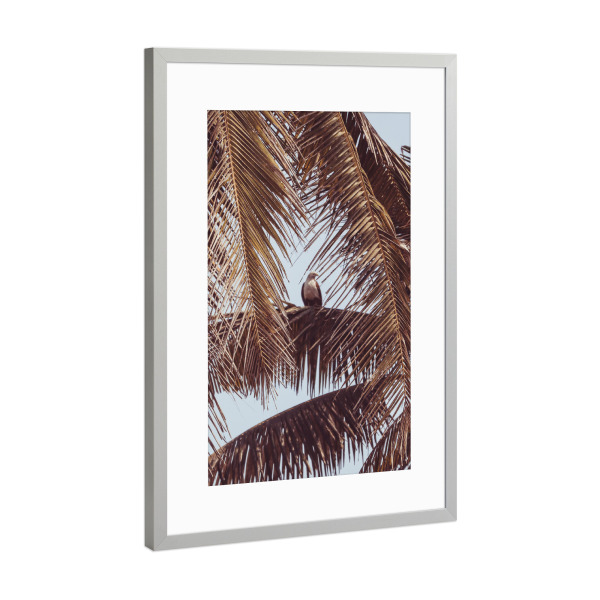 Poster mit Rahmen Silber "Eagle Eye" artboxONE - Reise,Tiere,Reise / Strand und Meer