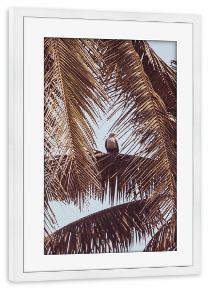 Poster mit Rahmen weiß "Eagle Eye" artboxONE - Reise,Tiere,Reise / Strand und Meer