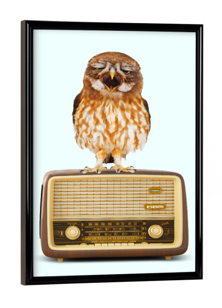 Poster mit schwarzem Rahmen "SINGING OWL" artboxONE - Tiere,Musik,Lustig
