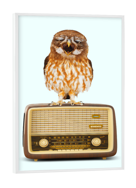Poster mit weißem Rahmen "SINGING OWL" artboxONE - Tiere,Musik,Lustig