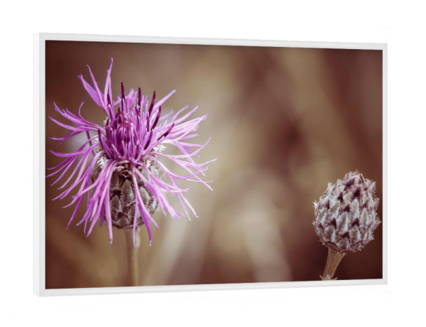 Poster mit weißem Rahmen "Lila Wiesenblume" artboxONE - Natur,Floral