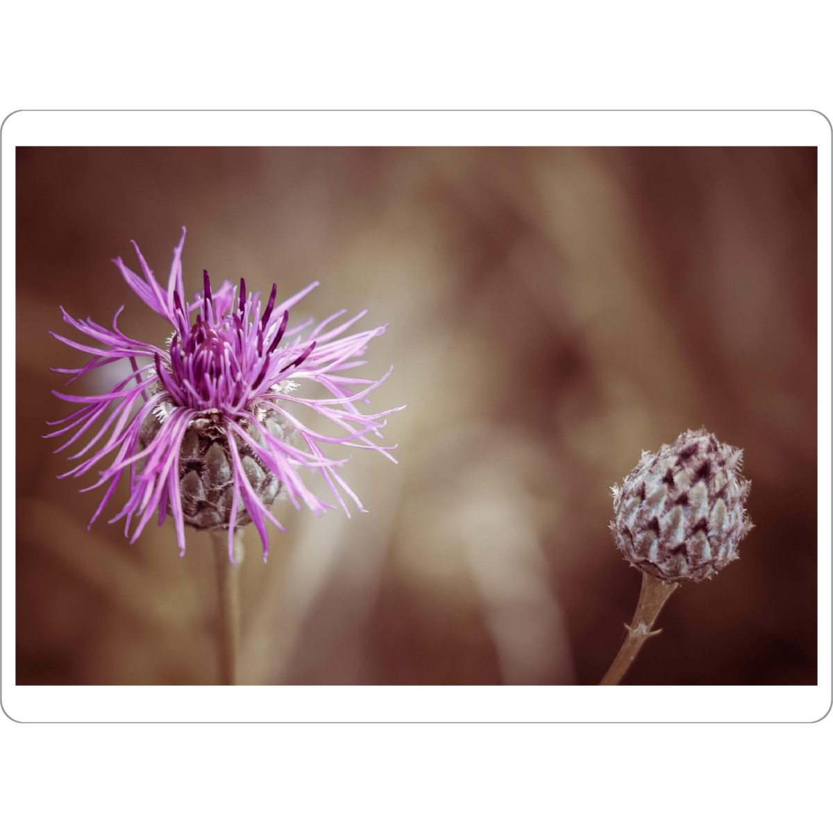 Tischset "Lila Wiesenblume" artboxONE - Natur,Floral - Flockenblume,Wiesenblume,Lila,Waldblume,Blumen,Flowers,Natur,Nature,Closeup,Nahaufnahme