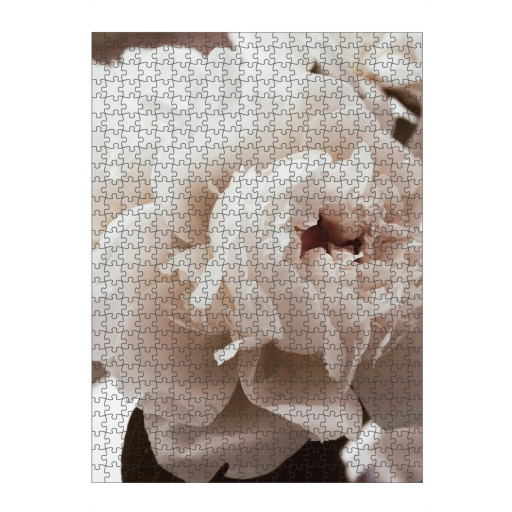 White Blooming Flower White Blooming Flower