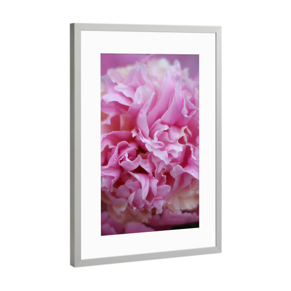 Poster mit Rahmen Silber "Pfingstrosentraum" artboxONE - Natur,Floral