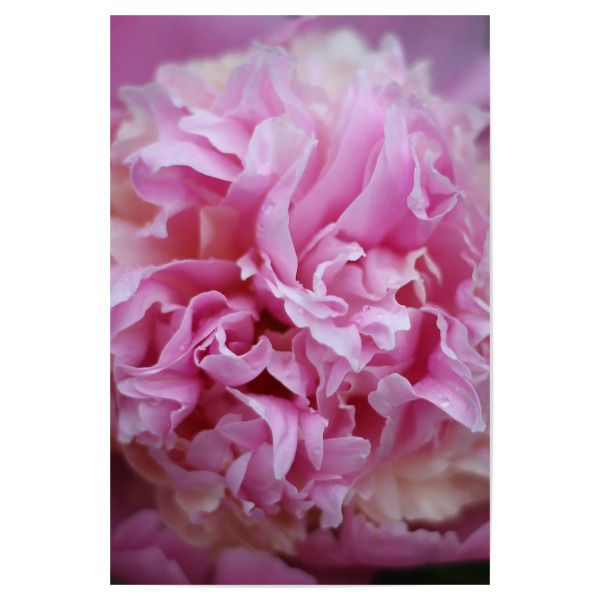 Poster "Pfingstrosentraum" artboxONE - Natur,Floral