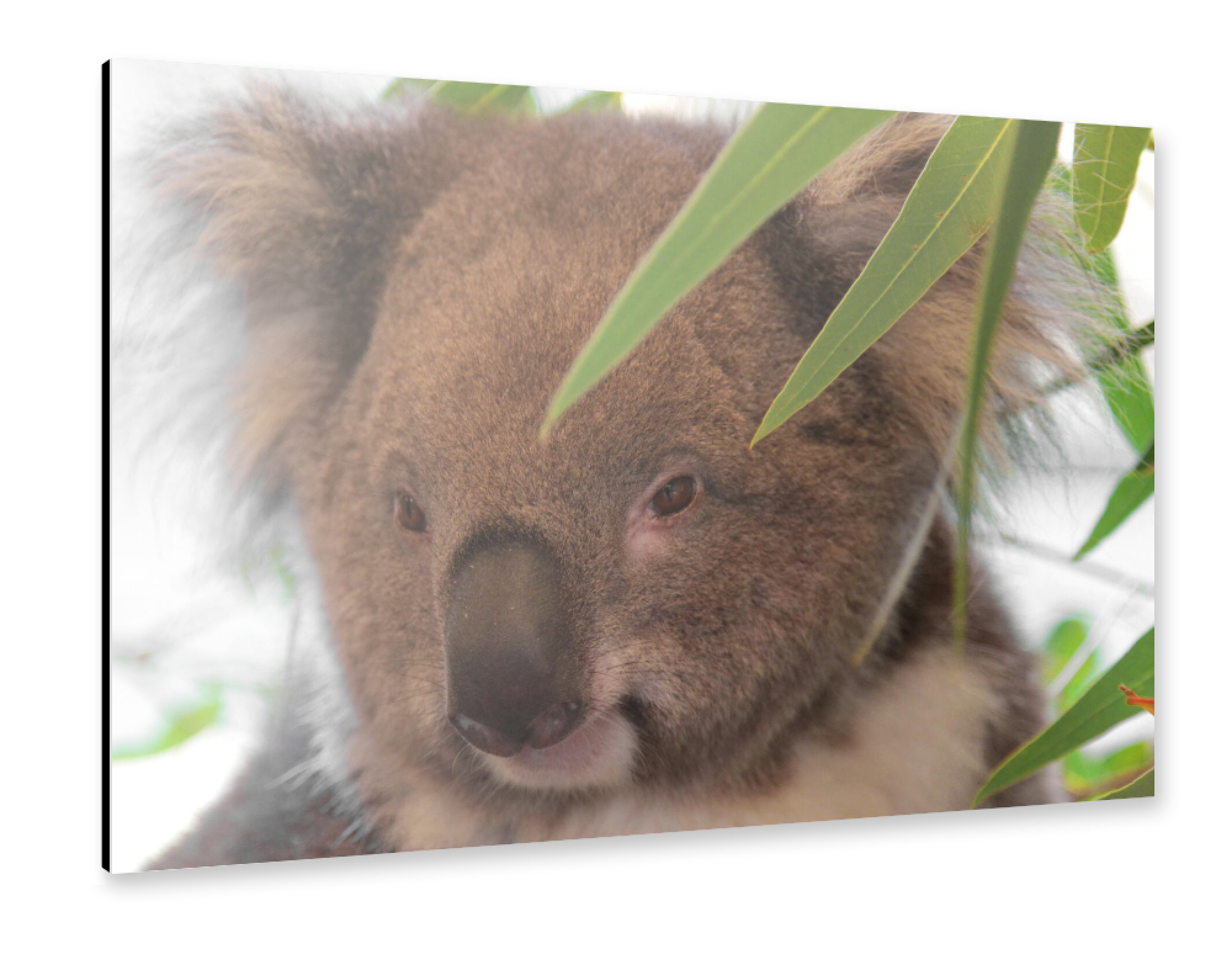 Alu-Dibond "Koala Bär Portrait face" 75x50 cm artboxONE