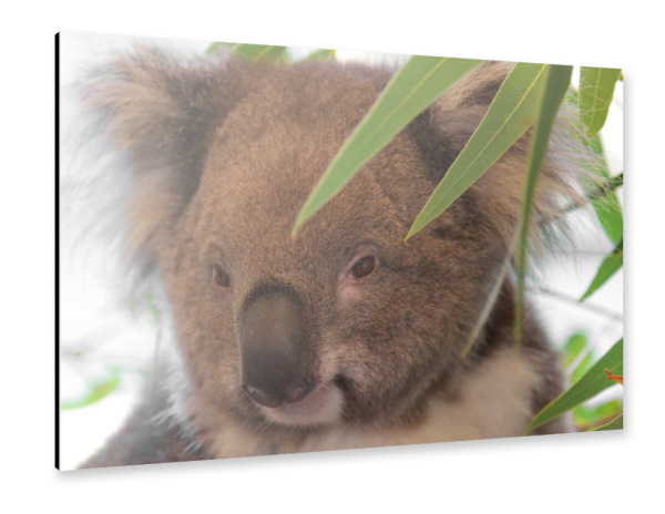 Alu-Dibond "Koala Bär Portrait face" 30x20 cm artboxONE