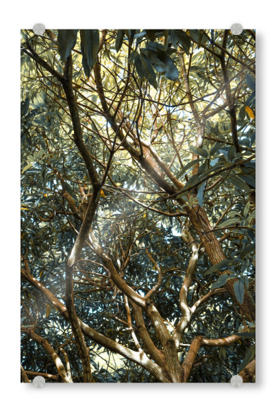 Acrylglasbild "Painted Jungle" artboxONE - Natur - Jungle,Trees,Leaves,Green,Bäume,Wald,Forest,Natur,Nature