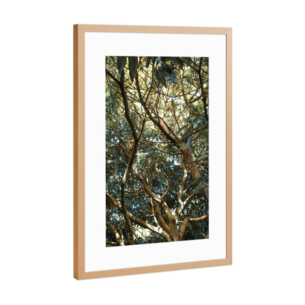 Poster mit Rahmen Kupfer "Painted Jungle" artboxONE - Natur - Jungle,Trees,Leaves,Green,Bäume,Wald,Forest,Natur,Nature
