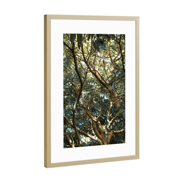 Poster mit Rahmen Gold "Painted Jungle" artboxONE - Natur - Jungle,Trees,Leaves,Green,Bäume,Wald,Forest,Natur,Nature