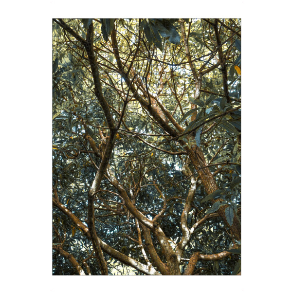 Puzzle Ravensburger "Painted Jungle" artboxONE - Natur - Jungle,Trees,Leaves,Green,Bäume,Wald,Forest,Natur,Nature - Bild jungle