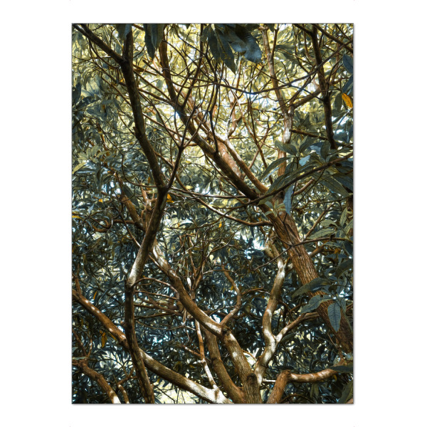 Puzzle Ravensburger "Painted Jungle" artboxONE - Natur - Jungle,Trees,Leaves,Green,Bäume,Wald,Forest,Natur,Nature - Bild jungle
