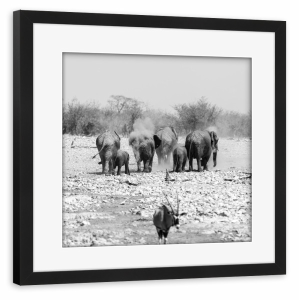 Poster mit Rahmen schwarz "Elefanten Familie" artboxONE - Natur,Tiere