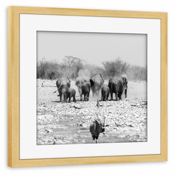 Poster mit Rahmen kiefer "Elefanten Familie" artboxONE - Natur,Tiere