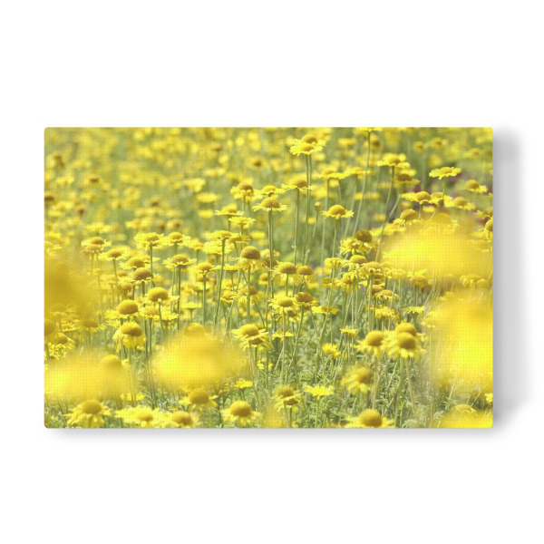 Leinwandbild "Sommermeer" artboxONE - Natur,Floral - Natur,Gelb,Flowers,Nature,Field,Feld,Yellow,Floral,Blumen
