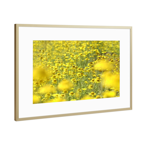 Poster mit Rahmen Gold "Sommermeer" artboxONE - Natur,Floral - Natur,Gelb,Flowers,Nature,Field,Feld,Yellow,Floral,Blumen
