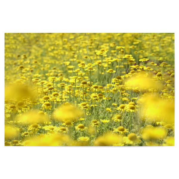 Poster 30x20 cm "Sommermeer" artboxONE - Natur,Floral - Natur,Gelb,Flowers,Nature,Field,Feld,Yellow,Floral,Blumen