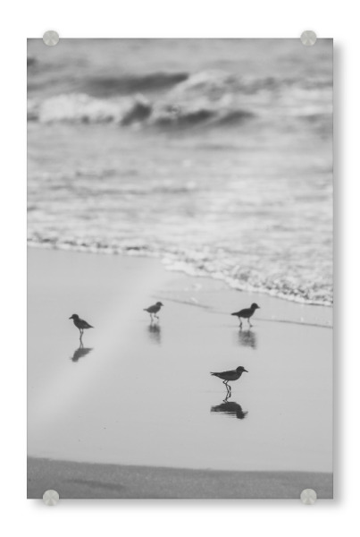 Acrylglasbild "Birds Club" artboxONE - Tiere,Reise / Strand und Meer