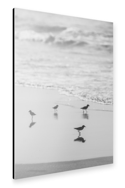 Alu-Dibond "Birds Club" 30x20 cm artboxONE