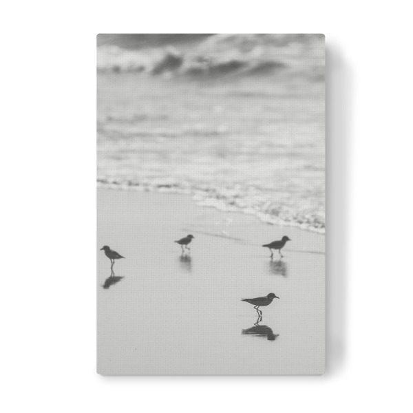 Leinwandbild "Birds Club" artboxONE - Tiere,Reise / Strand und Meer
