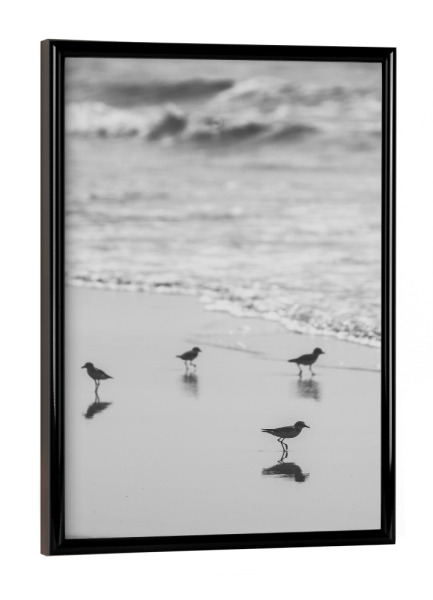Poster mit schwarzem Rahmen "Birds Club" artboxONE - Tiere,Reise / Strand und Meer
