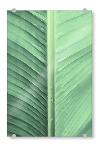 Acrylglasbild "Banana Leaf Macro" artboxONE - Natur