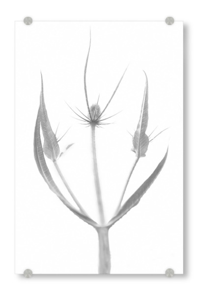 Acrylglasbild "Dreamer" artboxONE - Natur,Floral,Abstrakt