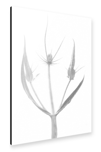 Alu-Dibond "Dreamer" 30x20 cm artboxONE