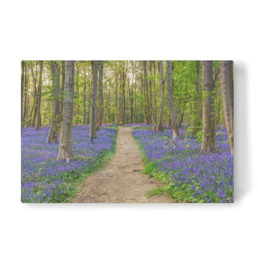 Wald der blauen Blumen