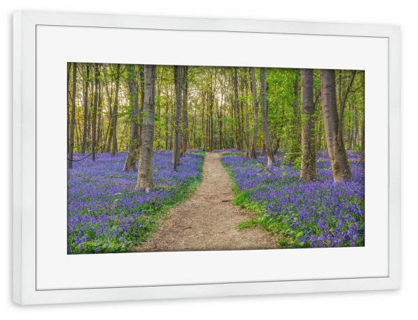 Poster mit Rahmen weiß "Wald der blauen Blumen" artboxONE - Natur,Reise