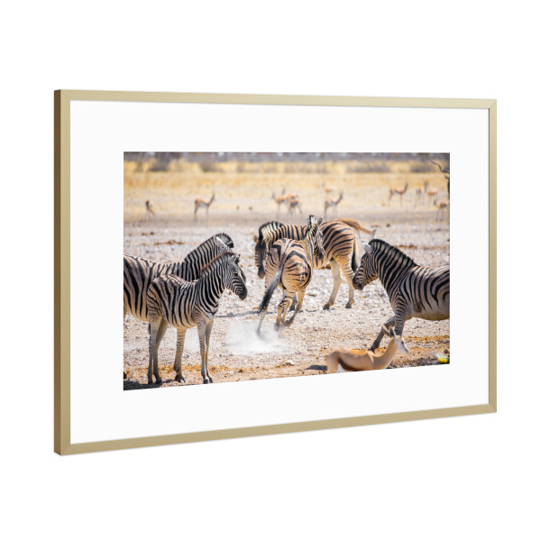 Poster mit Rahmen Gold "Zebras - Namibia" artboxONE - Natur,Tiere