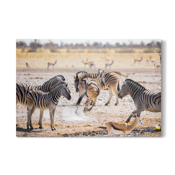 Galerie-Print "Zebras - Namibia" 30x20 cm artboxONE