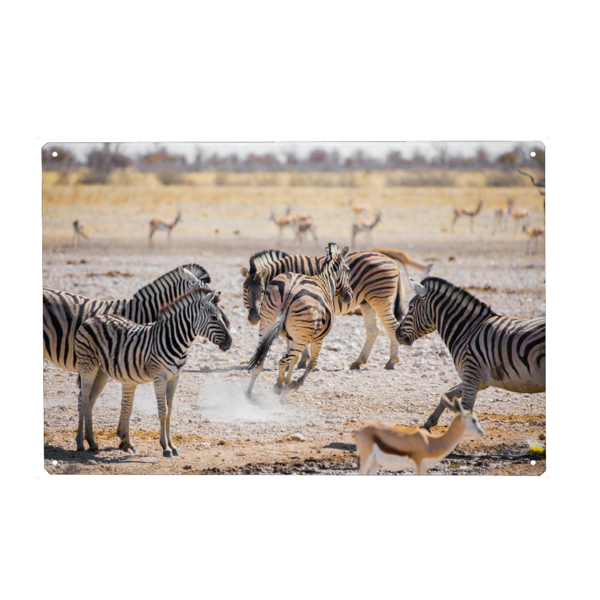 Metall Poster "Zebras - Namibia" artboxONE - Natur,Tiere